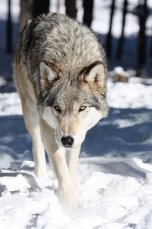 Timber wolf