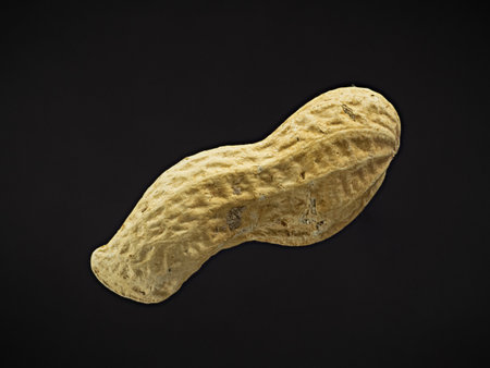 Macro of a peanut (arachis hypogaea) isolated against a black backgroundの写真素材