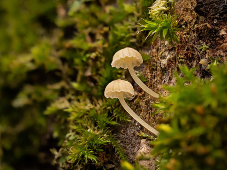A small inedible mushroom (Seeded Tintling / Coprinellus disseminatus) on a tree