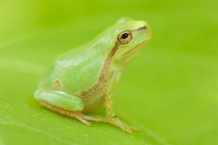 Tree frog resting on a green leaf