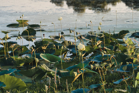 Beautiful pink Hibiscus tree ona sunny day in Gardner Kansasの写真素材