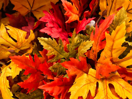 Vibrant Fall leaves - Perfect for adding your personal touch to social media graphics and memesの写真素材