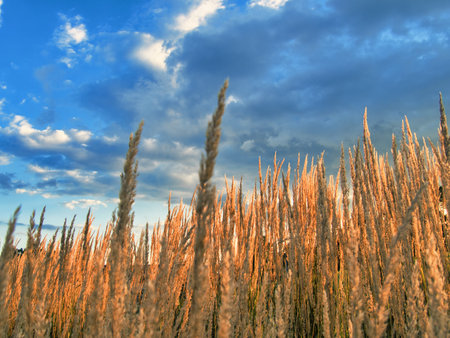 Golden Kansas wheat glowing in the sun. This overcast day provides amazing lighting of nature's beauty.の写真素材