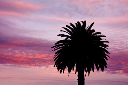Silhouette of cabbage tree with sunset behindの写真素材
