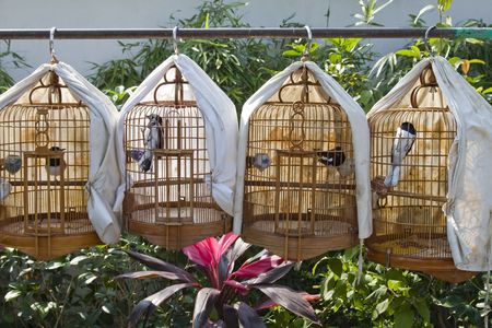 Row of cages with birds for saleの写真素材