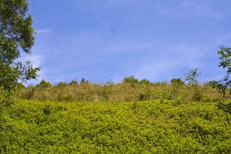 Green bushes with bright blue sky room for copyの写真素材
