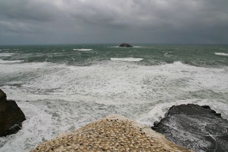 Gannet colony on a stormy day at Muriwai New Zealandの写真素材