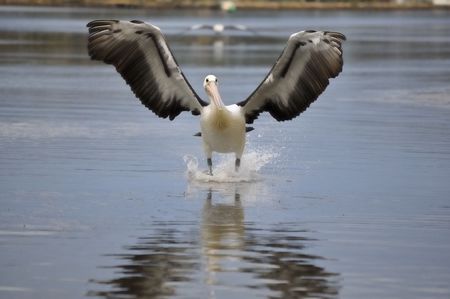 A white pelican just as it touches down for a water landing captured front on with a symetrical reflection.の写真素材