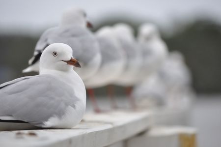 A white seagull sitting comfortably in the foreground with standing blurred seagulls in the backgroundの写真素材