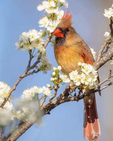 Northern Cardinal on Branch
