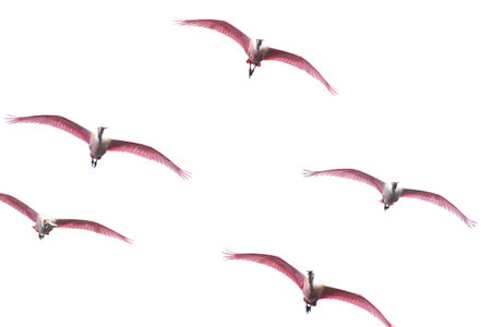 Roseate Spoonbill Flockの写真素材