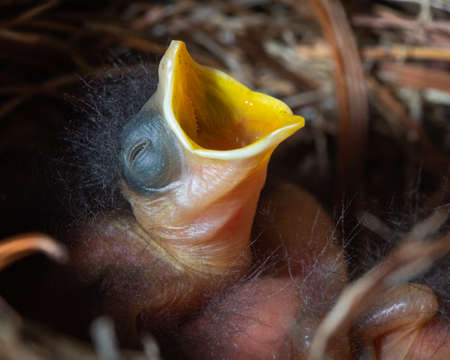 A baby bluebird in a nestの写真素材