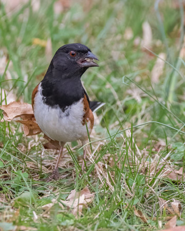 Eastern Towheeの写真素材