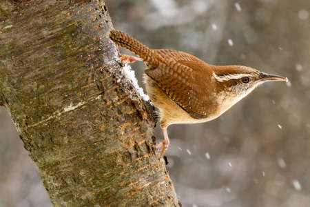 A Carolina wren hanging from an ash tree during a snow storm.の写真素材