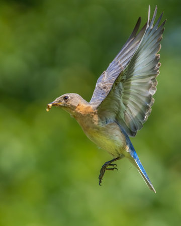 An eastern bluebird flying with an insect in her mouth.の写真素材