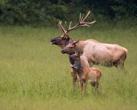 Generations of Rocky Mountain Elkの写真素材