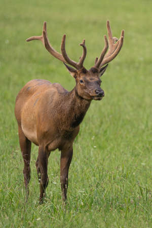 Bull Elk in Velvetの写真素材