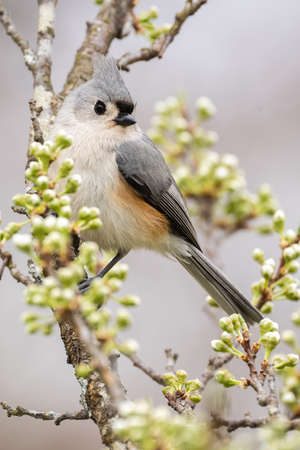 A tufted titmouse perched in a plum tree during early spring or later winter.