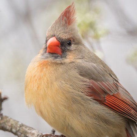 Female Northern Cardinal