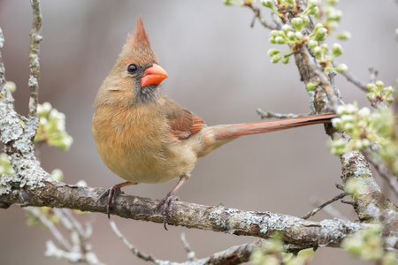 Female Northern Cardinalの写真素材