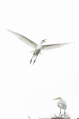 A Great Egret in Flightの写真素材
