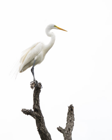 A great egret perched on a treeの写真素材