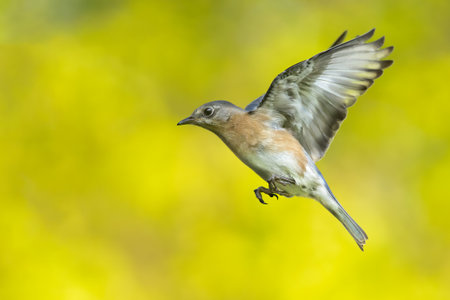 Female Eastern Bluebird in Flightの写真素材