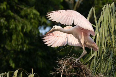 Juvenile Roseate Spoonbill Exercising its Wingsの写真素材