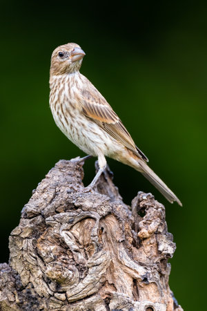 A house finch perched on a  stump.の写真素材