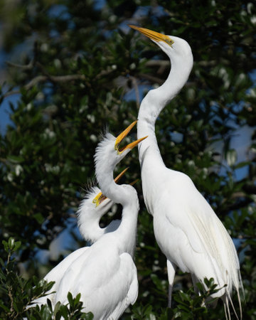 Great Egret Mother and Her Begging Chicks