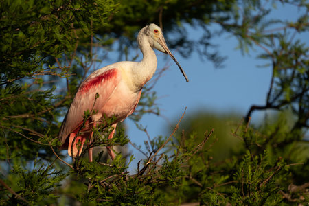 Roseate spoonbill in afternoon Florida sunlight.の写真素材