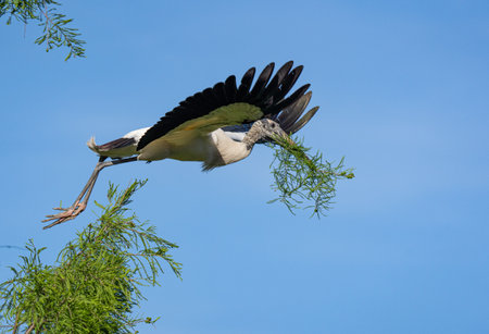 Wood Stork Gathering Nesting Materialの写真素材