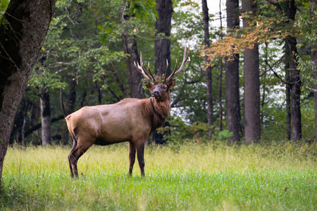 Rocky Mountain Elkの写真素材