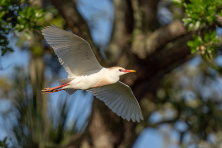 Cattle Egret in Flightの写真素材