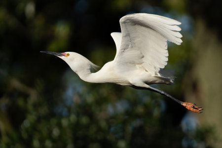 A cattle egret flying in Saint Augustine, Florida.の写真素材