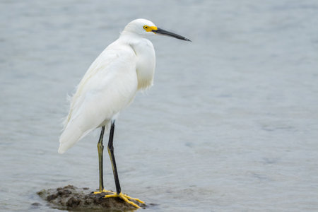 Snowy Egretの写真素材
