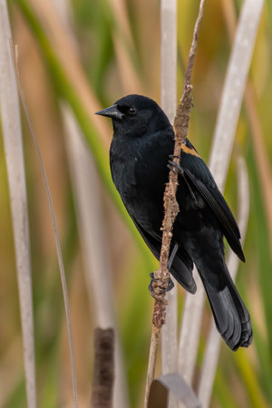 Red-winged Blackbird in Floridaの写真素材