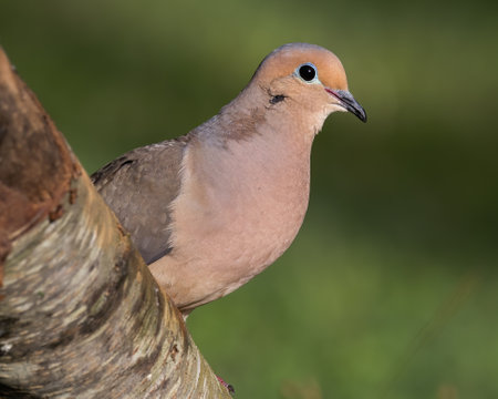 Mourning dove perched on a fallen tree.の写真素材