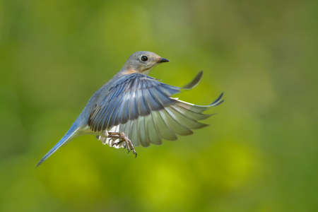 An eastern bluebird in flight.の写真素材