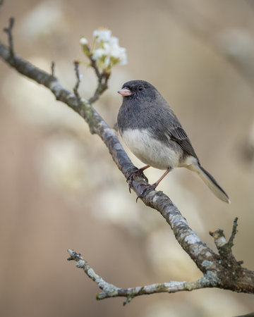 Dark-eyed Juncoの写真素材