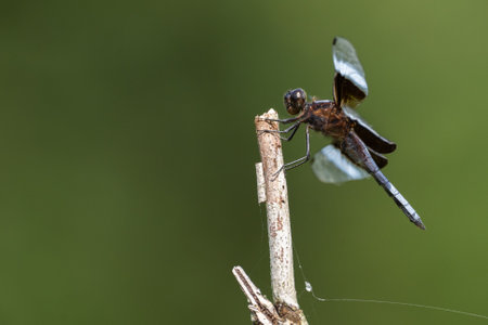 Widow Skimmer Dragonfly Purchasedの写真素材