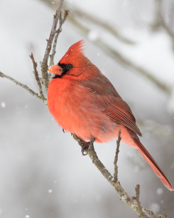 A northern cardinal perched in a snow storm.の写真素材