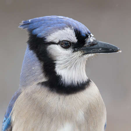 A closeup of a blue jay during a snow-fall(Near Pilot Mountain, NC,  USA (c) Matt Cuda, #0094).