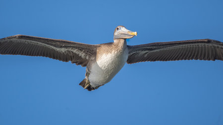 A brown pelican in flight.の写真素材