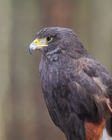 Harris Hawkの写真素材