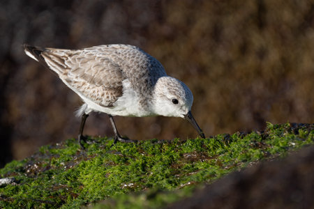 A sanderling checking moss covered rocks for food.の写真素材