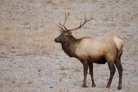 Bull Elk in Winterの写真素材