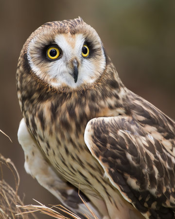A short eared owl perched in field grass.の写真素材