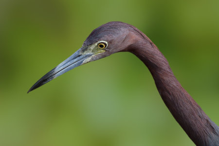 A portrait of a little blue heron.  He is staring intently waiting for his prey.の写真素材