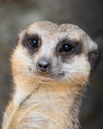 Meerkat Portraitの写真素材